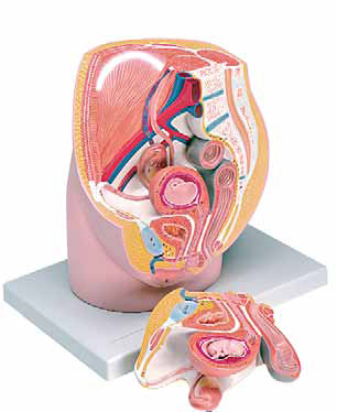 Female Pelvis with 8-Week Embryo 3 Parts